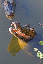 Yacare Caiman (Caiman yacare) at waters surface, Pantanal, Brazil