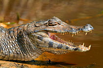 Yacare Caiman (Caiman yacare) with mouth open to keep cool, Pantanal, Brazil.