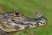 Yacare Caiman (Caiman yacare) with butterfly (Paulogramma pyracmon) resting on its snout, Pantanal, Brazil.