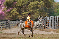 Pantanal cowboy/ gaucho  (Pantaneiro) Pantanal, Brazil, August 2010.