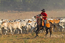 Pantanal cowboy / gaucho  (Pantaneiros) driving cattle. Pantanal, Brazil, August 2010.