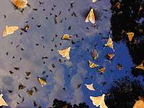 Mass emergence of rainforest Skipper butterflies (Melphina sp.) Lokoue Bai, Odzala-Kokoua National Park, Cuvette, Democratic Republic of Congo.