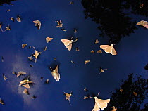 Mass emergence of rainforest Skipper butterflies (Melphina sp.) Lokoue Bai, Odzala-Kokoua National Park, Cuvette, Republic of Congo.