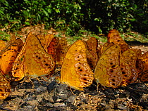Forest butterflies (Phalanta eurytis) puddling to extract minerals from charcoal deposit of tree burnt after lightening strike. Lokoue Bai camp. Odzala-Kokoua National Park, Republic of Congo.