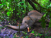 Dying African forest elephant (Loxodonta africana cyclotis), shot and wounded by poachers, near Lokoue Bai. Odzala-Kokoua National Park, Republic of Congo.