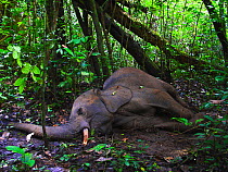 Dying African forest elephant (Loxodonta africana cyclotis), shot and wounded by poachers, near Lokoue Bai. Odzala-Kokoua National Park, Democratic Republic of Congo.