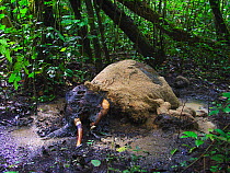 Decaying African Forest Elephant (Loxodonta africana cyclotis) covered in maggots. Elephant shot and wounded by poachers but died later on in the forest, Lokoue Bai. Odzala-Kokoua National Park
