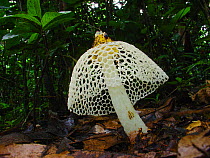 Longnet Stinkhorn (Phallus sp.) on forest floor, Lokoue Bai, Odzala-Kokoua National Park, Republic of Congo.