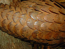 Nocturnal tree pangolin (Phataginus tricuspis) close up of scales, Lokoue, Odzala-Kokoua National Park, Cuvette, Republic of Congo.
