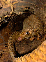 Nocturnal tree pangolin (Phataginus tricuspis) resting during the day in hollow tree. Lokoue, Odzala-Kokoua National Park, Cuvette, Republic of Congo.