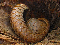 Nocturnal tree pangolin (Phataginus tricuspis) resting during the day in hollow tree. Lokoue, Odzala-Kokoua National Park, Cuvette, Republic of Congo.