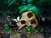 Western Gorilla (Gorilla gorilla) silverback skull with butterfly (Belenois theszi). Gorilla diedd from the Ebola Virus, which killed 128 people in the region in 2003 and in 2005 killed 95% of the Gor...