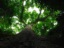 Giant Bokoko / Mututtu tree (Klainedoxa gabonensis) near Lokoue Bai, Odzala-Kokoua National Park, Republic of Congo.