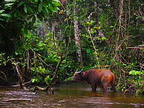 African Forest Buffalo (Syncerus caffer nanus) bull cooling off in forest stream after grazing. Mboko, Odzala-Kokoua National Park, Republic of Congo.