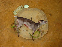 Bushmeat for sale by village roadside, Blue Duiker (Cephalophus monticola), Mbomo, Odzala-Kokoua National Park, Republic of Congo, November 2004.