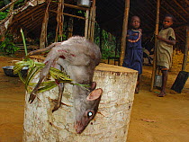 Bushmeat for sale by village roadside, Blue Duiker (Cephalophus monticola), Mbomo, Odzala-Kokoua National Park, Republic of Congo, November 2004.