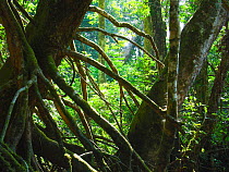 Stilted root system of Uapaca heudelotii on the Mambili River. Stilted root system adaptation to allow the tree to maintain a firm grip in seasonally flooded locations. Odzala-Kokoua National Park, Re...