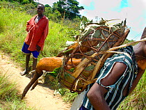 Boy carrying bushmeat to market, Black-fronted Duiker (Cephalophus nigrifrons). Mbomo, Odzala-Kokoua National Park, Democratic Republic of Congo.