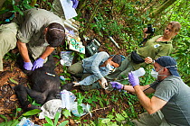 Angelique Todd with veterinarians during the anaesthesia of 'Blackback' Western Gorilla (Gorilla gorilla) 'Ngobo'. Gorilla anaesthetised by veterinary team in order to remove wire snare from wrist. Mo...