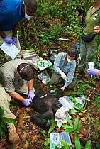Angelique Todd with veterinarians during the anaesthesia of 'Blackback' Western Gorilla (Gorilla gorilla) 'Ngobo'. Anaesthetised by veterinary team in order to remove wire snare from wrist. Mongambe,...