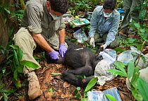 'Blackback' Western Gorilla (Gorilla gorilla) 'Ngobo' anaesthetised by veterinary team in order to remove wire snare from wrist. Mongambe, Dzanga-Ndoki National Park, Central African Republic, June 20...