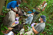 'Blackback' Western Gorilla (Gorilla gorilla) 'Ngobo' anaesthetised by veterinary team in order to remove wire snare from wrist. Mongambe, Dzanga-Ndoki National Park, Central African Republic, June 20...