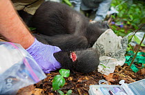 Blackback Western lowland gorilla (Gorilla gorilla) injury to wrist from wire snare. Mongambe, Dzanga-Ndoki National Park, Central African Republic, June 2012. Model released.