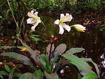 Forest Lilly (Crinum) growing along forest stream near Romani Bai. Odzala-Kokoua National Park, Republic of Congo