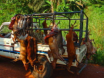 Vehicle carrying several different animals for commercial bushmeat trade including: Blue Duiker (Cephalophus monticola), Bay Duiker (Cephalophus dorsalis), Peter's Duiker (Cephalophus callipygus), on...