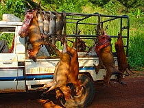 Vehicle carrying several different duiker carcasses for commercial bushmeat trade including: Blue Duiker (Cephalophus monticola), Bay Duiker (Cephalophus dorsalis), Peter's Duiker (Cephalophus callipy...