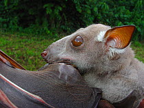 Hammer Headed bat (Hypsignathus monstrosus) female - live mist net catch for blood sampling in search of the unknown reservoir host for Ebola virus. Ebola outbreaks in Mbomo in 2003 killed 128 people...