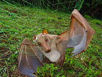 Hammer Headed bat (Hypsignathus monstrosus) female - live mist net catch for blood sampling in search of the unknown reservoir host for Ebola virus. Ebola outbreaks in Mbomo in 2003 killed 128 people...