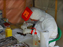 Person in biohazard suits taking blood sample from bat, in search for the reservoir host of Ebola virus. Ebola Virus Disease killed 128 people in 2003 in Mbomo and in 2005 killed 95% of Odzala Nationa...