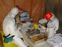 People in biohazard suits taking blood sample from bat, in search for the reservoir host of Ebola virus. Ebola Virus Disease killed 128 people in 2003 in Mbomo and in 2005 killed 95% of Odzala Nationa...