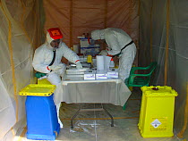 People in biohazard suits analysing blood samples to find the reservoir host of Ebola virus. Ebola Virus Disease in Mbomo killed 128 people in 2003 and in 2005 killed 95% of Odzala National Park's Wes...
