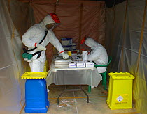 People in biohazard suits taking blood samples from bat to find the reservoir host of Ebola virus. Ebola Virus Disease in Mbomo killed 128 people in 2003 and in 2005 killed 95% of Odzala National Park...