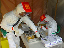 People in biohazard suits taking blood samples from bat to find the reservoir host of Ebola virus. Ebola Virus Disease in Mbomo killed 128 people in 2003 and in 2005 killed 95% of Odzala National Park...