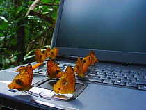 Leopard butterflies (Phalanta eurytis) attracted to salts from sweat on laptop keyboard. Romani Bai camp. Odzala-Kokoua National Park, Republic of Congo.