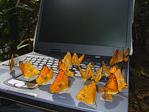 Leopard butterflies (Phalanta eurytis) attracted to salts from sweat on laptop keyboard. Romani Bai camp. Odzala-Kokoua National Park, Republic of Congo.