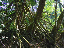 Stilted root system of Uapaca heudelotii on the Mambili River. Stilted root system allows the tree to maintain a firm grip in seasonally flooded locations. Odzala-Kokoua National Park, Republic of Con...