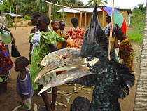 Bushmeat for sale at market including male White-thighed Hornbill (Bycanistes cylindricus albotibialis). Mbomo, Odzala-Kokoua National Park, Republic of Congo, May 2005.