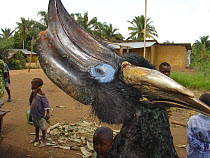 Bushmeat for sale at market including male Black-wattled Hornbill (Ceratogymna atrata) Mbomo, Odzala-Kokoua National Park, Republic of Congo
