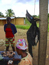 Bushmeat for sale at market including male Black-wattled Hornbill (Ceratogymna atrata) and male White-thighed Hornbill (Bycanistes cylindricus albotibialis). Mbomo, Odzala-Kokoua National Park, Republ...