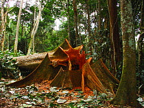 African Rainforest clearance - hardwood tree felled for timber exploitation. South of Mbomo, Odzala-Kokoua National Park, Republic of Congo, May 2005.
