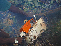 African Rainforest clearance - close up of chainsaw cutting through wood, hardwood tree felled for timber exploitation. South of Mbomo, Odzala-Kokoua National Park, Republic of Congo.