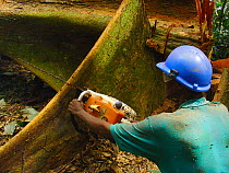 African rainforest clearance - man with chainsaw cutting hardwood tree felled for timber. South of Mbomo, Odzala-Kokoua National Park, Republic of Congo, May 2005.