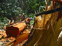 African rainforest clearance -  men sawing hardwood tree trunks to make planks. South of Mbomo, Odzala-Kokoua National Park, Republic of Congo, May 2005.