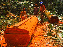 African rainforest clearance, men sawing hardwood tree trunks to make planks. South of Mbomo, Odzala-Kokoua National Park, Republic of Congo, May 2005.