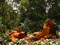 African rainforest clearance - men sawing hardwood tree trunks to make planks. South of Mbomo, Odzala-Kokoua National Park, Republic of Congo, May 2005.