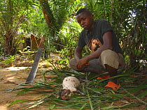 Bushmeat preparation:removing quills from Brush-tailed Porcupine (Atherurus africanus), Mbomo, Odzala-Kokoua National Park, Republic of Congo